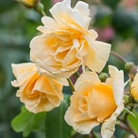 Роза мускусная Франческа