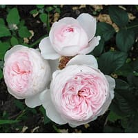 Роза Герцогиня Кристиана