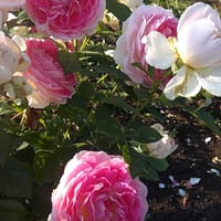 Роза Гуэрнси