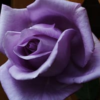 Плетистая роза Индиголетта