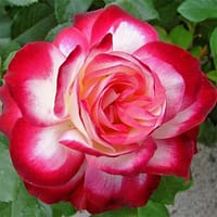 Роза Юбилей принца Монако