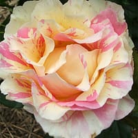 Роза Клод Моне