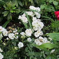 Плетистая роза Лемон Рамблер