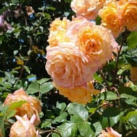 Плетистая роза Мишка