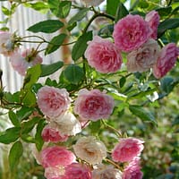 Роза мускусная Моцарт леди