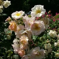 Роза мускусная Пенелопа