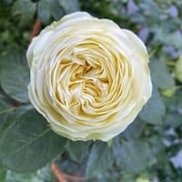 Роза Веддинг пиано