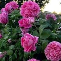 Роза Поль Нерон