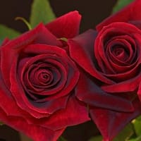 Роза Ред Вельвет