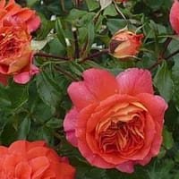 Роза Братья Гримм