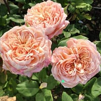 Роза Сурир де Хавр