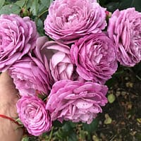 Роза тельма