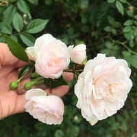 Роза Пинк Просперити