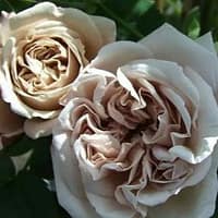 Роза Эш Венздей Ash Wednesday