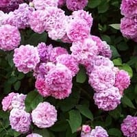 Роза Севен Систер Seven Sisters