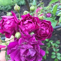 Роза Старлет Роуз Мелина Starlet Rose Melina