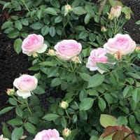 Роза Ло И Luoyi