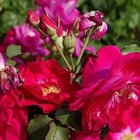 Роза Сэмми Sammy