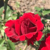 Роза Хеппи Вандерер Happy Wanderer