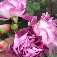 Роза Хоровое Общество Ходдерсфилда Huddersfield Choral Society