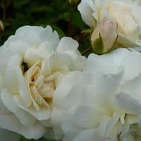 Роза Просперити Prosperity