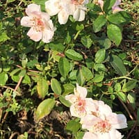 Роза Лупс Буттонс Lupe,s Buttons