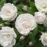 Роза Блашинг Брайд Blushing Bride