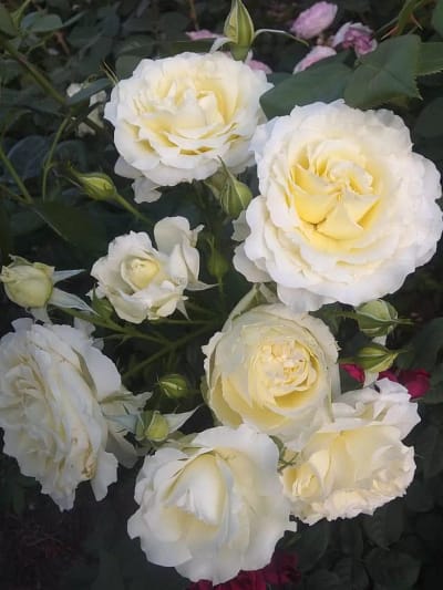 Роза Элла