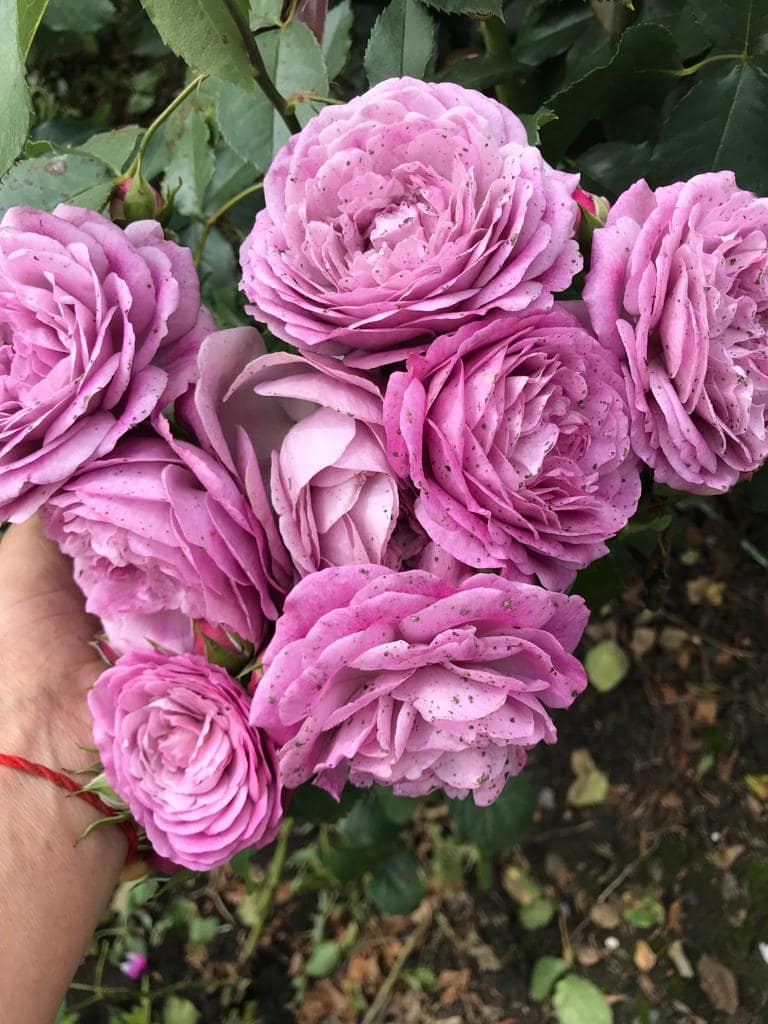 Роза тельма